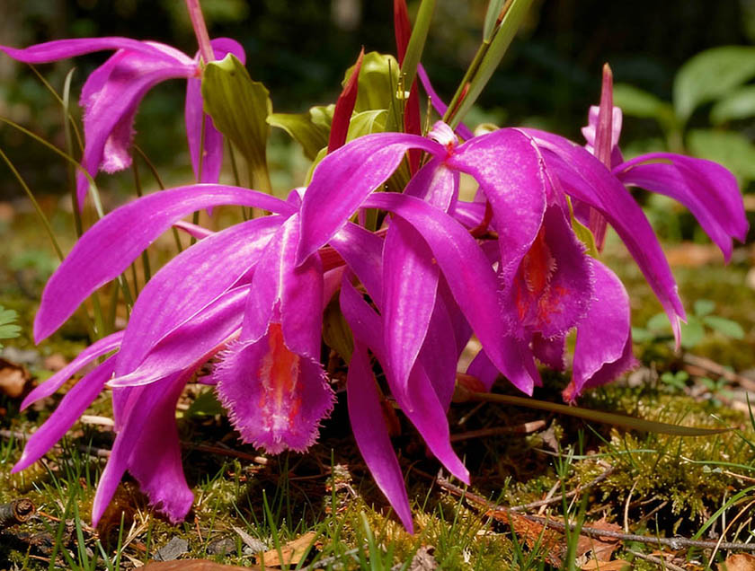 Pleione Tolima